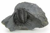 Kayserops megaspina Trilobite - Bou Lachrhal, Morocco #347287-1